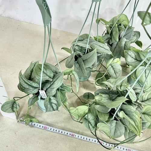 観葉植物 【葉傷みあり】スキンダプサス シルバーヒーロー 3.5号吊り鉢