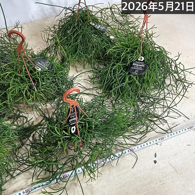 観葉植物 リプサリス カスッサ 極細葉タイプ 3号吊り鉢(個体おまかせ1