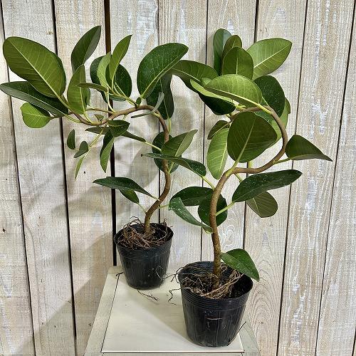 観葉植物 フランスゴム(フィカス ルビギノーサ) 曲がり 3.5号ポット