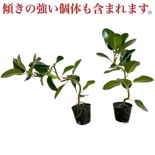 観葉植物 フランスゴム(フィカス ルビギノーサ) 曲がり 3.5号ポット
