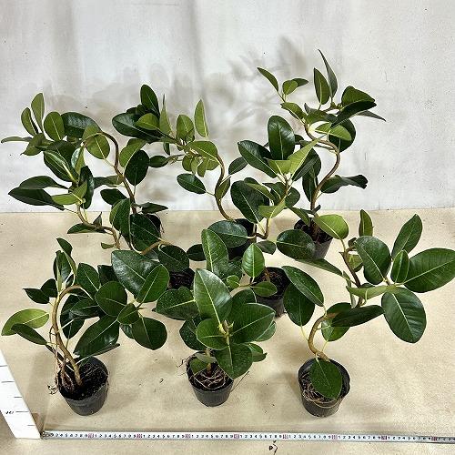 観葉植物 フランスゴム(フィカス ルビギノーサ) 曲がり 3.5号ポット