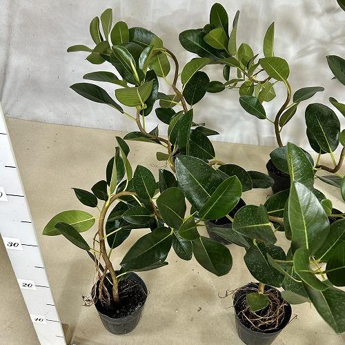 観葉植物 フランスゴム(フィカス ルビギノーサ) 曲がり 3.5号ポット