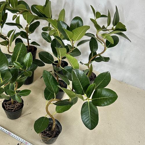 フィカス ルビギノーサ フランスゴムの木 曲がり 1 観葉植物 本物 フランスゴム（フィカス・ルビギノーサ）7号鉢 曲がり樹
