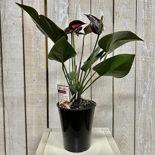 観葉植物　アンスリウム ブラックプリンス 4号鉢(個体おまかせ1鉢)　インテリアグリーン 室内園芸 おしゃれ 可愛い かわいい |  | 01