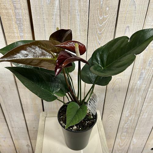 観葉植物　アンスリウム ブラックプリンス 4号鉢(個体おまかせ1鉢)　インテリアグリーン 室内園芸 おしゃれ 可愛い かわいい |  | 02