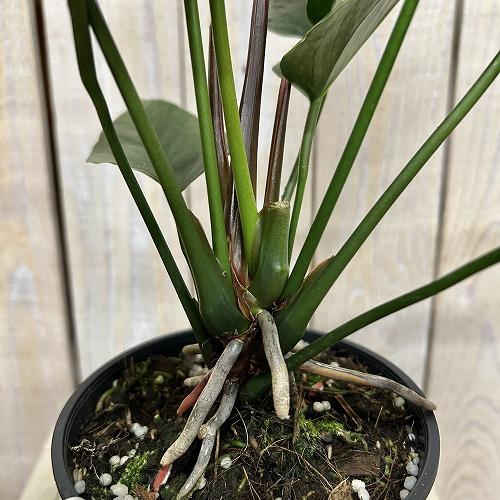 観葉植物　アンスリウム ブラックプリンス 4号鉢(個体おまかせ1鉢)　インテリアグリーン 室内園芸 おしゃれ 可愛い かわいい |  | 03