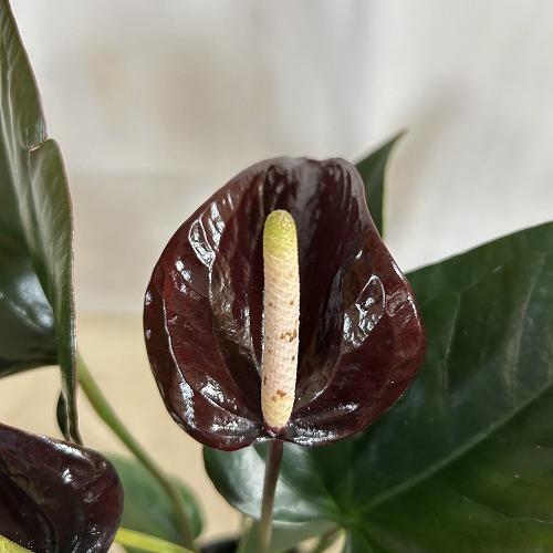 観葉植物　アンスリウム ブラックプリンス 4号鉢(個体おまかせ1鉢)　インテリアグリーン 室内園芸 おしゃれ 可愛い かわいい |  | 04