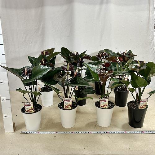 観葉植物　アンスリウム ブラックプリンス 4号鉢(個体おまかせ1鉢)　インテリアグリーン 室内園芸 おしゃれ 可愛い かわいい |  | 05