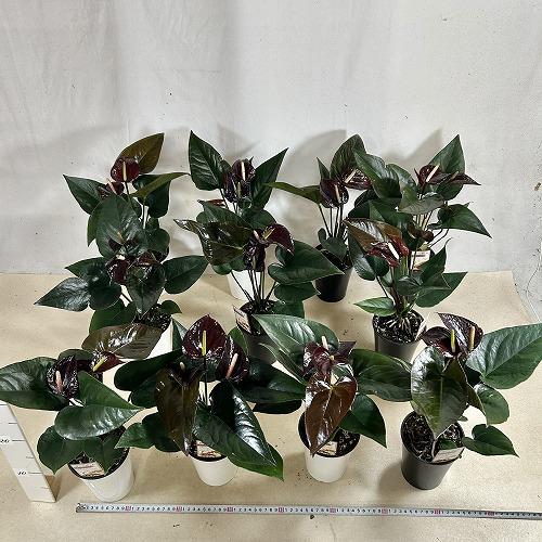 観葉植物　アンスリウム ブラックプリンス 4号鉢(個体おまかせ1鉢)　インテリアグリーン 室内園芸 おしゃれ 可愛い かわいい |  | 06