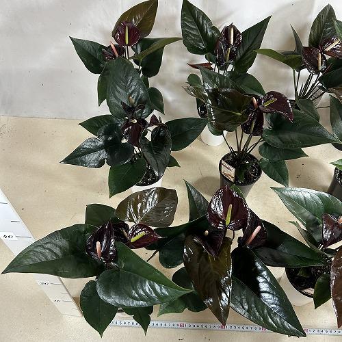 観葉植物　アンスリウム ブラックプリンス 4号鉢(個体おまかせ1鉢)　インテリアグリーン 室内園芸 おしゃれ 可愛い かわいい |  | 07