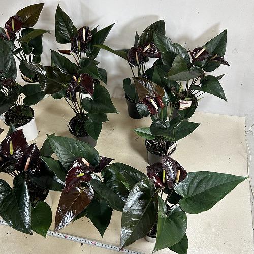 観葉植物　アンスリウム ブラックプリンス 4号鉢(個体おまかせ1鉢)　インテリアグリーン 室内園芸 おしゃれ 可愛い かわいい |  | 08