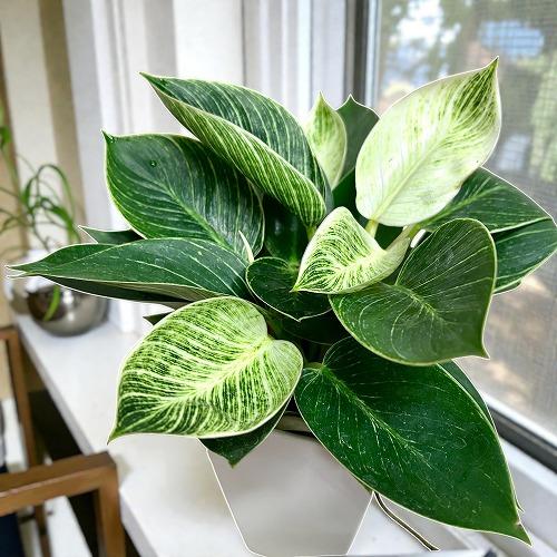 観葉植物 フィロデンドロン バーキン 4号スクエア白鉢(個体おまかせ1鉢