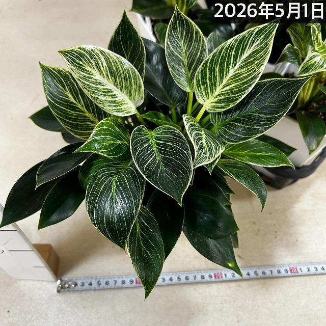 【写真追加】【観葉植物】フィロデンドロン・バーキン 観葉植物 フィロデンドロン バーキン 4号スクエア白鉢(個体おまかせ1鉢
