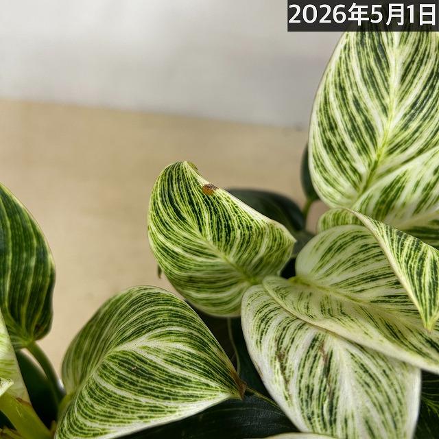 観葉植物　フィロデンドロン バーキン 4号スクエア白鉢(個体おまかせ1鉢)　インテリアグリーン 室内園芸 おしゃれ 可愛い かわいい |  | 11