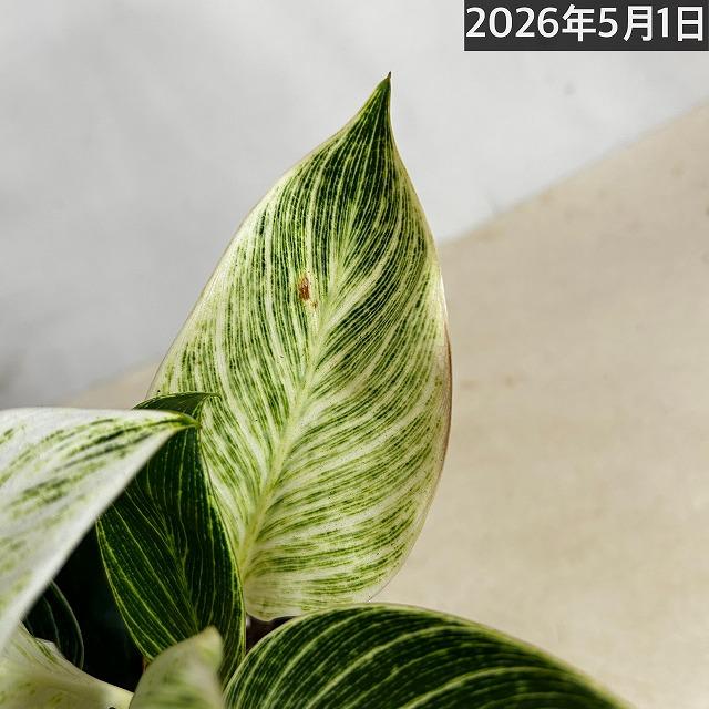 観葉植物 フィロデンドロン バーキン 4号スクエア白鉢(個体おまかせ1鉢