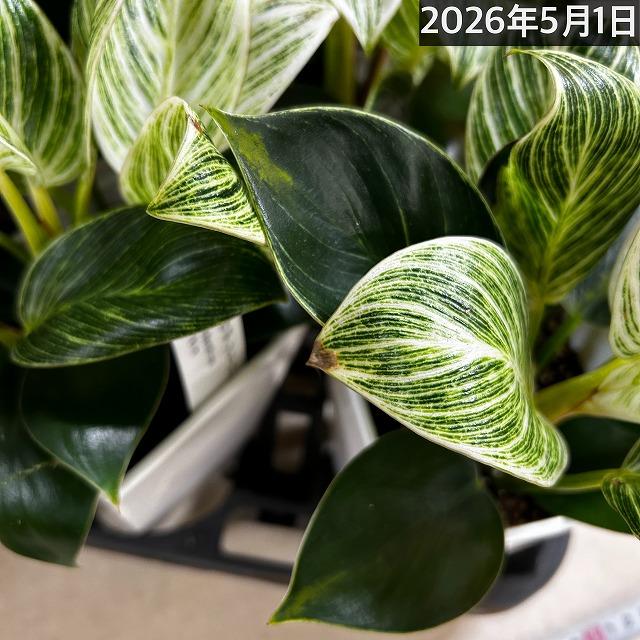 観葉植物 フィロデンドロン バーキン 4号スクエア白鉢(個体おまかせ1鉢