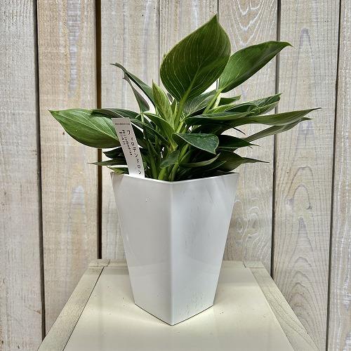 観葉植物 フィロデンドロン バーキン 4号スクエア白鉢(個体おまかせ1鉢