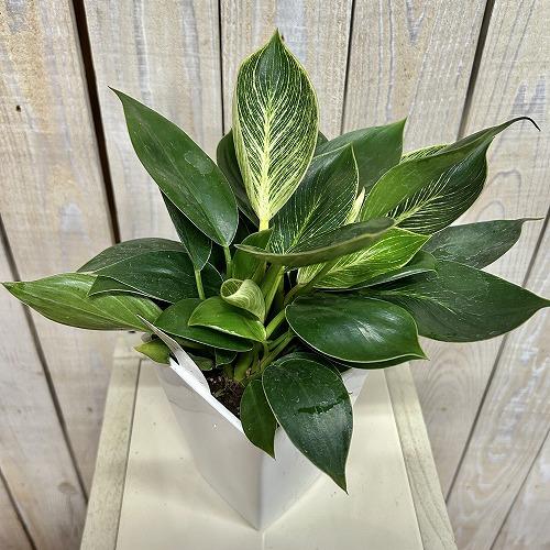 観葉植物 フィロデンドロン バーキン 4号スクエア白鉢(個体おまかせ1鉢