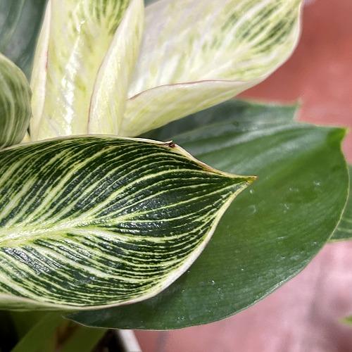 観葉植物　フィロデンドロン バーキン 4号スクエア白鉢(個体おまかせ1鉢)　インテリアグリーン 室内園芸 おしゃれ 可愛い かわいい |  | 03