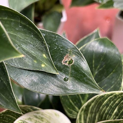 観葉植物　フィロデンドロン バーキン 4号スクエア白鉢(個体おまかせ1鉢)　インテリアグリーン 室内園芸 おしゃれ 可愛い かわいい |  | 04