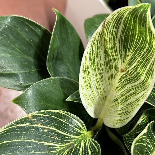 観葉植物　フィロデンドロン バーキン 4号スクエア白鉢(個体おまかせ1鉢)　インテリアグリーン 室内園芸 おしゃれ 可愛い かわいい |  | 05
