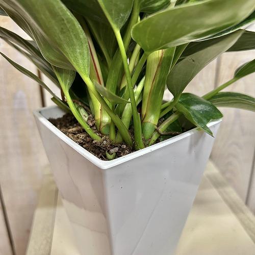 観葉植物　フィロデンドロン バーキン 4号スクエア白鉢(個体おまかせ1鉢)　インテリアグリーン 室内園芸 おしゃれ 可愛い かわいい |  | 06