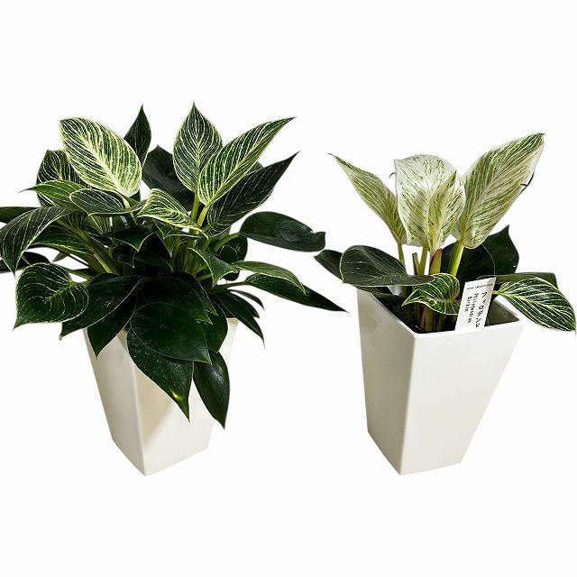 観葉植物　フィロデンドロン バーキン 4号スクエア白鉢(個体おまかせ1鉢)　インテリアグリーン 室内園芸 おしゃれ 可愛い かわいい |  | 07