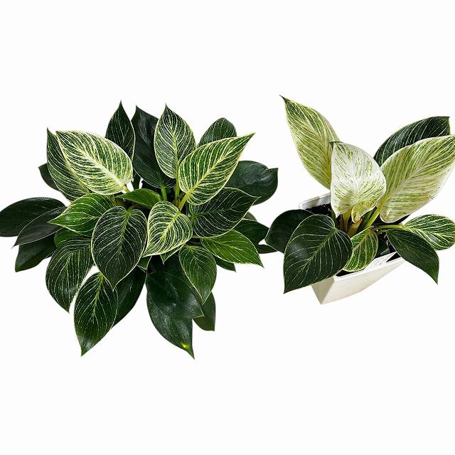 観葉植物 フィロデンドロン バーキン 4号スクエア白鉢(個体おまかせ1鉢