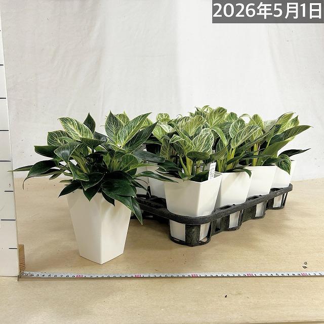 観葉植物 フィロデンドロン バーキン 4号スクエア白鉢(個体おまかせ1鉢