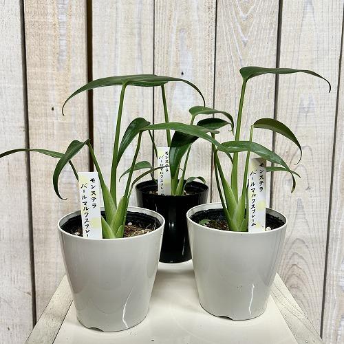 おすすめ　モンステラ バールマルクスフレーム 3.5号鉢(個体おまかせ1鉢)　観葉植物 インテリアグリーン 室内園芸 おしゃれ 可愛い かわいい |  | 01