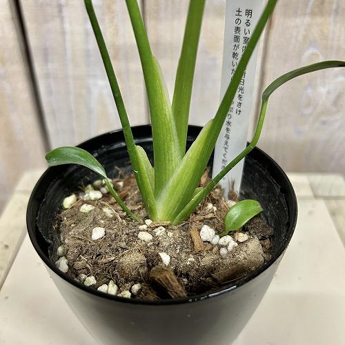 おすすめ　モンステラ バールマルクスフレーム 3.5号鉢(個体おまかせ1鉢)　観葉植物 インテリアグリーン 室内園芸 おしゃれ 可愛い かわいい |  | 03