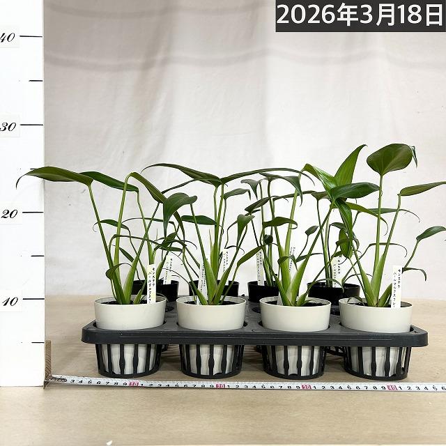 おすすめ　モンステラ バールマルクスフレーム 3.5号鉢(個体おまかせ1鉢)　観葉植物 インテリアグリーン 室内園芸 おしゃれ 可愛い かわいい |  | 04