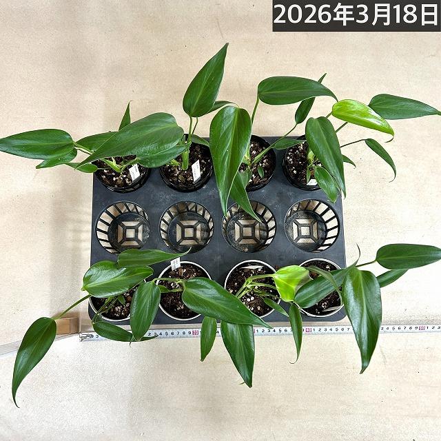 おすすめ　モンステラ バールマルクスフレーム 3.5号鉢(個体おまかせ1鉢)　観葉植物 インテリアグリーン 室内園芸 おしゃれ 可愛い かわいい |  | 05