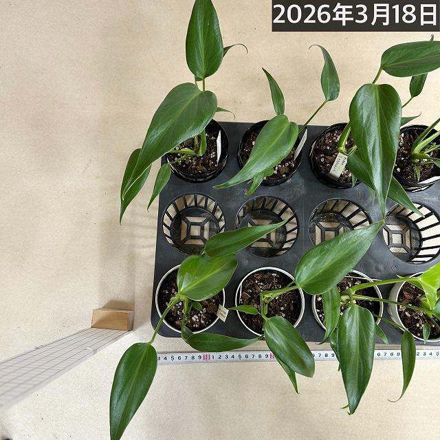 おすすめ　モンステラ バールマルクスフレーム 3.5号鉢(個体おまかせ1鉢)　観葉植物 インテリアグリーン 室内園芸 おしゃれ 可愛い かわいい |  | 06