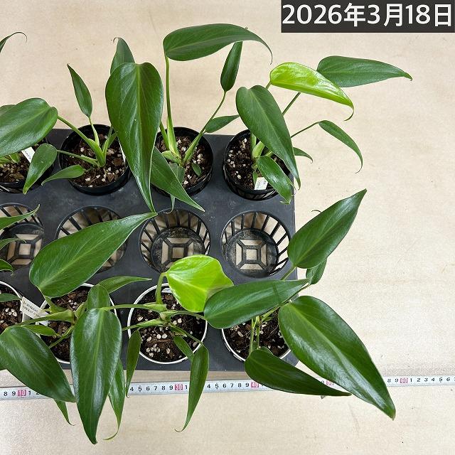 おすすめ　モンステラ バールマルクスフレーム 3.5号鉢(個体おまかせ1鉢)　観葉植物 インテリアグリーン 室内園芸 おしゃれ 可愛い かわいい |  | 07