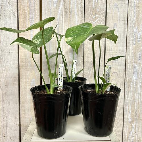 観葉植物　矮性モンステラ タイコンステレーション コンパクタ 3.5号ロングポット(個体おまかせ1鉢)　インテリアグリーン 室内園芸 おしゃれ 希少種 レア |  | 01