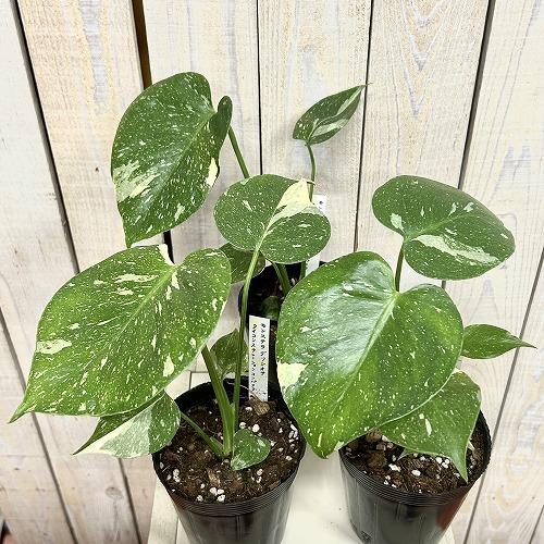 観葉植物　矮性モンステラ タイコンステレーション コンパクタ 3.5号ロングポット(個体おまかせ1鉢)　インテリアグリーン 室内園芸 おしゃれ 希少種 レア |  | 02