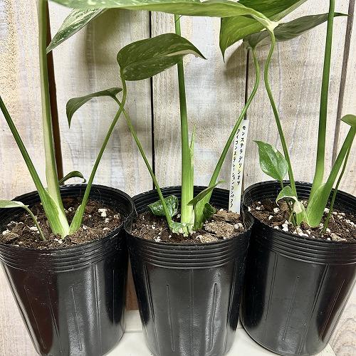 観葉植物　矮性モンステラ タイコンステレーション コンパクタ 3.5号ロングポット(個体おまかせ1鉢)　インテリアグリーン 室内園芸 おしゃれ 希少種 レア |  | 03