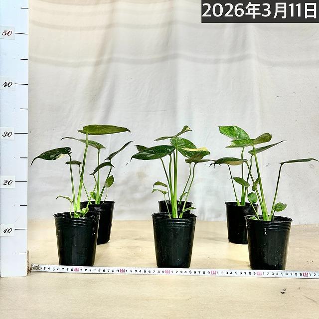 観葉植物　矮性モンステラ タイコンステレーション コンパクタ 3.5号ロングポット(個体おまかせ1鉢)　インテリアグリーン 室内園芸 おしゃれ 希少種 レア |  | 04