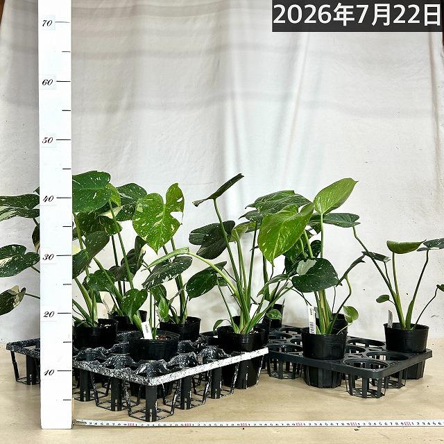 訳あり】矮性モンステラ タイコンステレーション コンパクタ 3.5号