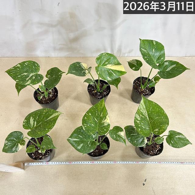 観葉植物　矮性モンステラ タイコンステレーション コンパクタ 3.5号ロングポット(個体おまかせ1鉢)　インテリアグリーン 室内園芸 おしゃれ 希少種 レア |  | 05