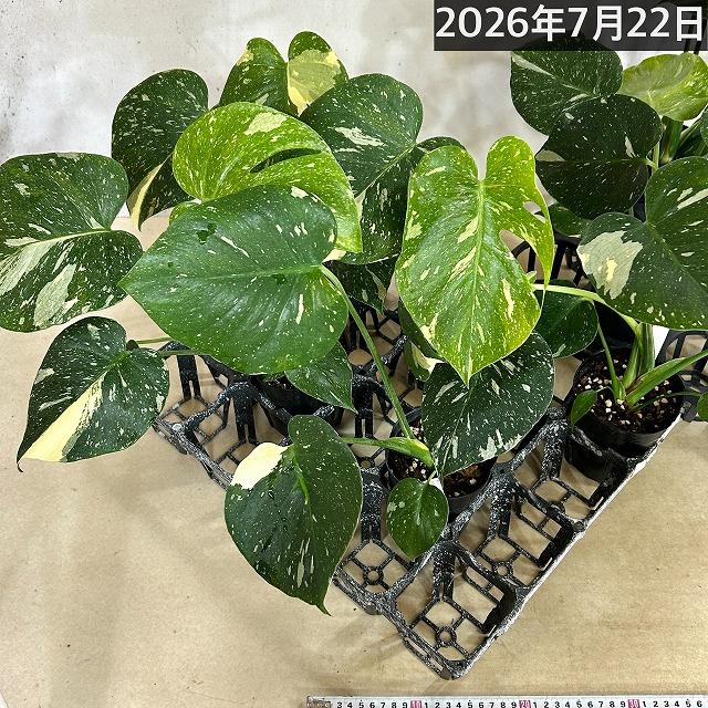 訳あり】矮性モンステラ タイコンステレーション コンパクタ 3.5号