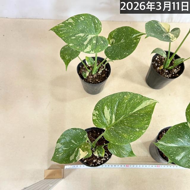 観葉植物　矮性モンステラ タイコンステレーション コンパクタ 3.5号ロングポット(個体おまかせ1鉢)　インテリアグリーン 室内園芸 おしゃれ 希少種 レア |  | 06