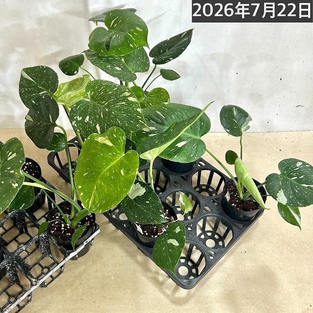 訳あり】矮性モンステラ タイコンステレーション コンパクタ 3.5号