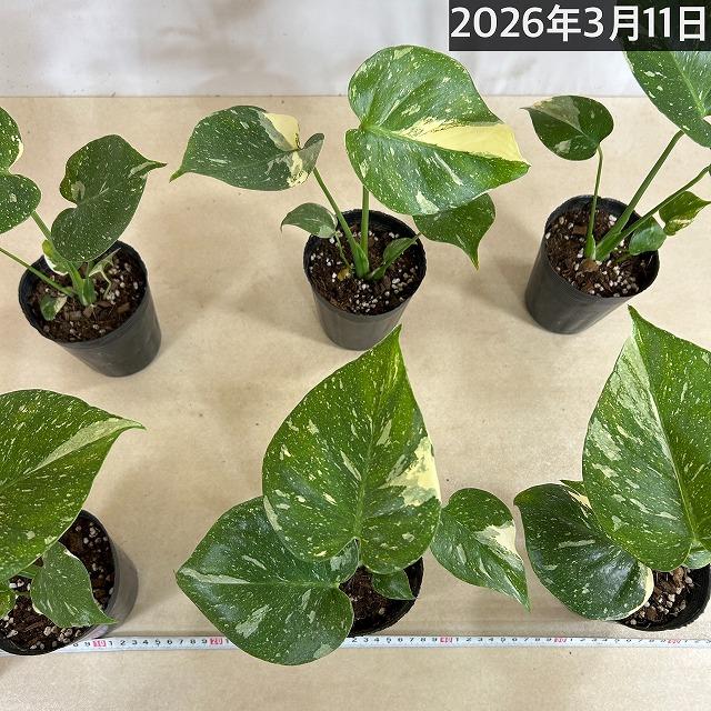 観葉植物　矮性モンステラ タイコンステレーション コンパクタ 3.5号ロングポット(個体おまかせ1鉢)　インテリアグリーン 室内園芸 おしゃれ 希少種 レア |  | 07