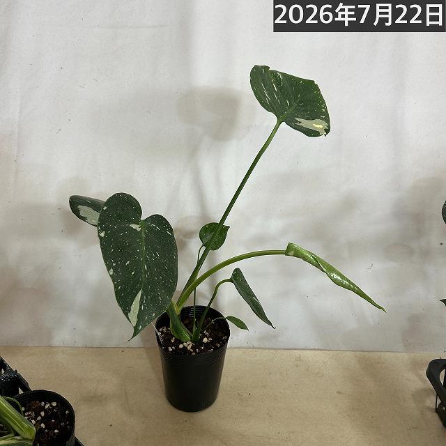 訳あり】矮性モンステラ タイコンステレーション コンパクタ 3.5号