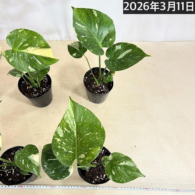 観葉植物　矮性モンステラ タイコンステレーション コンパクタ 3.5号ロングポット(個体おまかせ1鉢)　インテリアグリーン 室内園芸 おしゃれ 希少種 レア |  | 08
