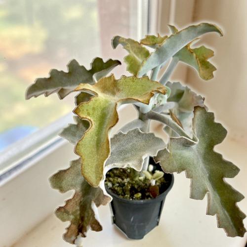 多肉植物　カランコエ ベハレンシス 波型タイプ 4号スリット鉢(個体おまかせ1鉢)　インテリアグリーン 室内園芸 おしゃれ 可愛い かわいい | 