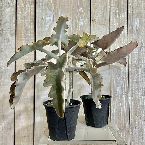 多肉植物　カランコエ ベハレンシス 波型タイプ 4号スリット鉢(個体おまかせ1鉢)　インテリアグリーン 室内園芸 おしゃれ 可愛い かわいい |  | 01