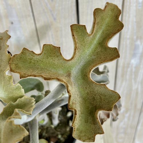 多肉植物　カランコエ ベハレンシス 波型タイプ 4号スリット鉢(個体おまかせ1鉢)　インテリアグリーン 室内園芸 おしゃれ 可愛い かわいい |  | 02